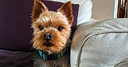 Loki a rejoint le concours — aidez-le/la à gagner de superbes lots ! dog, yorkshire_terrier, pet, indoor, couch, blanket, fur, ears, collar, leather_couch, brown, purple_blanket, alert, curious, small_dog, domestic, companion, animal, house, cozy