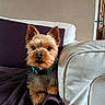 dog, yorkshire_terrier, pet, indoor, couch, blanket, fur, ears, collar, leather_couch, brown, purple_blanket, alert, curious, small_dog, domestic, companion, animal, house, cozy