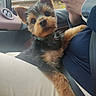 dog, puppy, pet, inside_car, lap, person, watch, seatbelt, curious, fur, ears, nose, hands, clothing, collar, window, dashboard, roof, seat, comfort