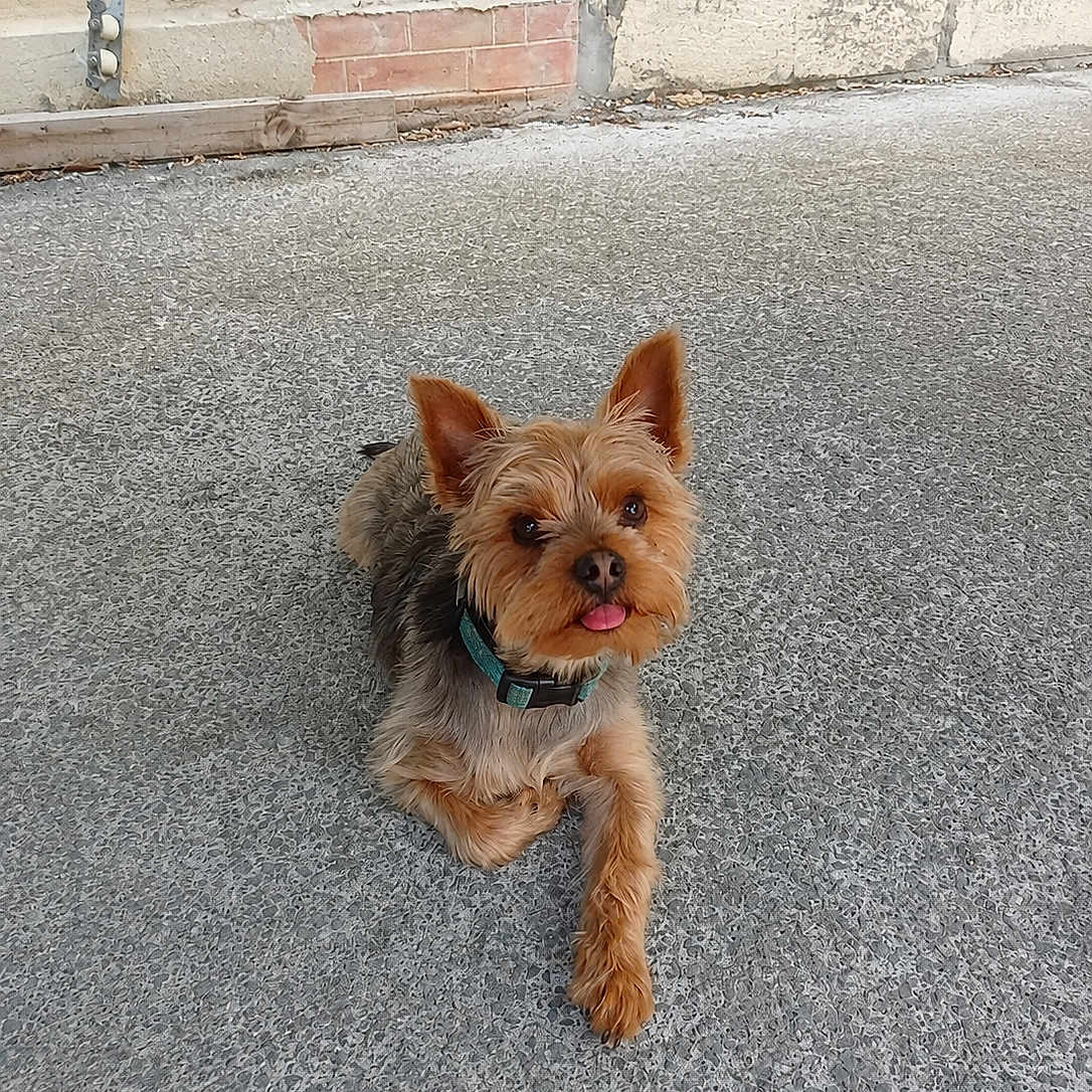 Loki