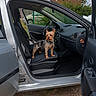 dog, car, vehicle, open_door, seat, collar, small_dog, outdoor, brick_house, greenery, sky, cloud, steering_wheel, dashboard, window, tire, gravel, fence, antenna, pet