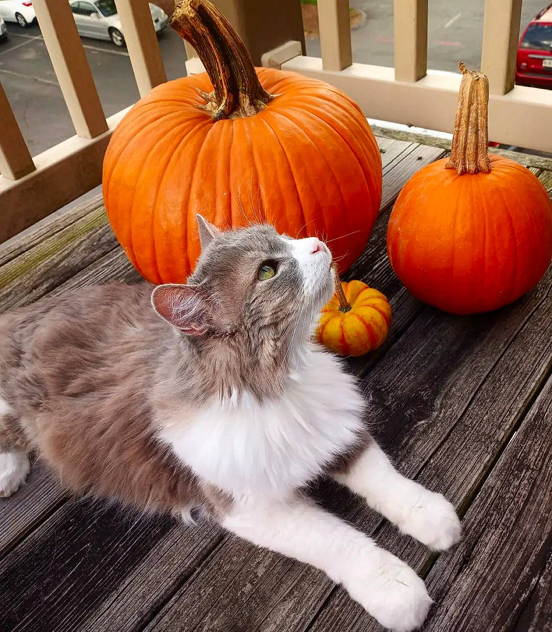 Lily joined the competition — help win amazing prizes! calabaza, carnivore, companion_dog, cucurbita, dog_breed, felidae, flooring, food, fruit, gourd, natural_foods, orange, plant, produce, pumpkin, squash, vegetable, whole_food, winter_squash, wood