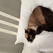 Coco is registered to the contest to win money with this photo: cat, sleeping_cat, person, face, bed, pillow, white_bedding, headboard, indoor, resting, cozy, fur, brown_cat, black_ears, relaxation, home, comfort, sleep, animal, pet