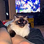 Coco is registered to the contest to win money with this photo: cat, pet, indoor, legs, television, sports, football, living_room, furniture, cozy, person, clothing, black_pants, stockings, fluffy, mismatched_eyes, relaxing, home, animal, companion