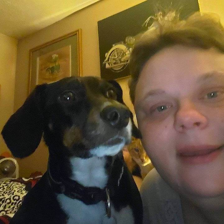 Sadie joined the competition — help win amazing prizes! canidae, carnivore, collar, companion_dog, dog, dog_breed, dog_collar, ear, fawn, fur, happy, head, jaw, nose, picture_frame, selfie, snout, sporting_group, whiskers, working_animal