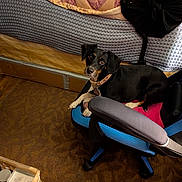 Sadie Griggs is registered to the contest to win money with this photo: bed, black_and_white, blanket, carpet, casual, chair, collar, comfort, dog, floor, furniture, home, indoor, lying_down, man, person, pet, quilt, relaxed, resting