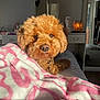 Bleu is registered to the contest to win money with this photo: animal, bed, blanket, brown, collar, comfort, cozy, curly_hair, cute, dog, face, fur, furniture, homedecor, indoor, pet, relaxing, resting, sunlight, warm_light