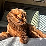 animal, bed, blanket, brown_fur, cozy, curly_fur, dog, domestic_animal, fur_texture, headboard, indoor, pet, pillow, portrait, relaxed, resting, shadow, sunbeam, sunlight, wall_art