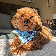 Bleu is registered to the contest to win money with this photo: animal, artwork, bandana, bedroom, blanket, brown_fur, closeup, curly_fur, cute, decor, dog, furniture, indoor, pet, pillow, portrait, relaxed, shadow, sunlight, table_lamp