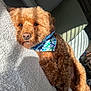 Bleu is registered to the contest to win money with this photo: animal, bandana, blanket, blue_bandana, brown_dog, close_up, companion, cozy, curly_fur, cute, dog, furry, indoor, lying_down, pet, portrait, relaxed, resting, sunlight, white_blanket