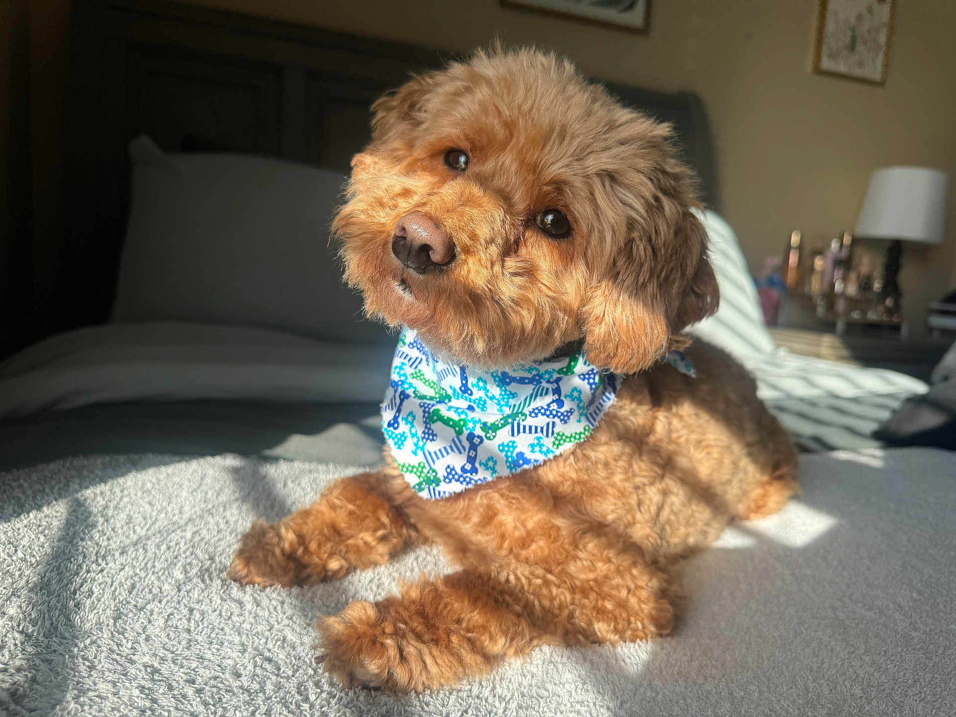 Bleu joined the competition — help win amazing prizes! adorable, animal, bandana, bed, brown_dog, canine, cozy, cute, dog, domestic, fluffy, furry, home, indoor, looking_up, pet, portrait, relaxed, resting, sunlight