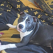 Falko participe au concours pour gagner de l'argent avec cette photo : dog, bed, blanket, pillow, lounging, resting, indoor, fur, gray, white, face, ear, paw, comfort, sleepy, textile, pattern, brand, home, relaxation