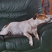 Rosie participe au concours pour gagner de l'argent avec cette photo : animal, armrest, canine, comfort, couch, dog, domestic, fur, green, home, indoor, leather, living_room, pet, relaxing, resting, sleeping, towel, wooden_cabinet, wooden_floor