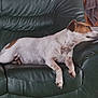 animal, brown_and_white, calm, canine, comfort, couch, dog, domestic, floor, furniture, home, indoor, leather, living_room, pet, quiet, relaxation, resting, side_view, wooden