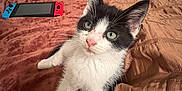 Lucki is registered to the contest to win money with this photo: kitten, cat, black_and_white, bed, bedding, blanket, nintendo_switch, gaming_console, indoor, pet, feline, cute, curious, young, whiskers, ears, front_paws, resting, cozy, domestic