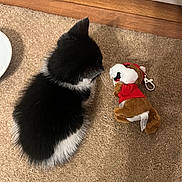 Lucki is registered to the contest to win money with this photo: kitten, cat, black_and_white, stuffed_toy, dog_toy, red_hoodie, carpet, floor, wooden_baseboard, indoor, curious, pet, animal, small, fluffy, soft_toy, toy, side_view, domestic, cute