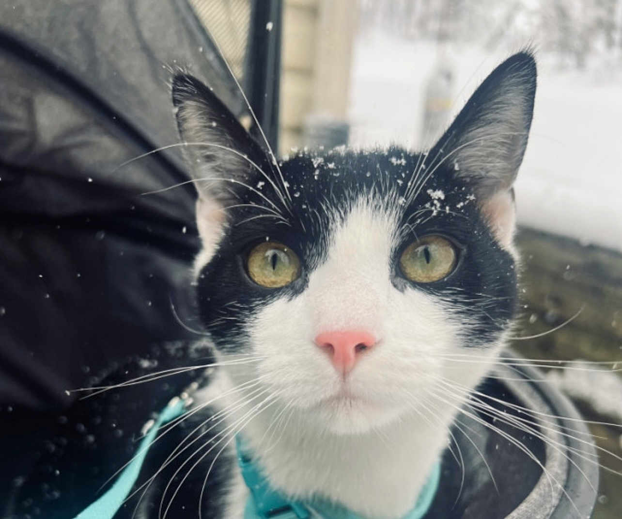 Lucki is registered to the contest to win money with this photo: cat, black_and_white, close_up, whiskers, pink_nose, yellow_eyes, snow, snowflakes, curious, pet, animal, outdoor, winter, fur, face, ears, collar, looking, portrait, domestic_cat