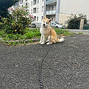 June participe au concours pour gagner de l'argent avec cette photo : accessories, animal, architecture, building, canine, city, condo, dog, grass, housing, neighborhood, pet, plant, road, slate, strap, street, tree, urban, vegetation