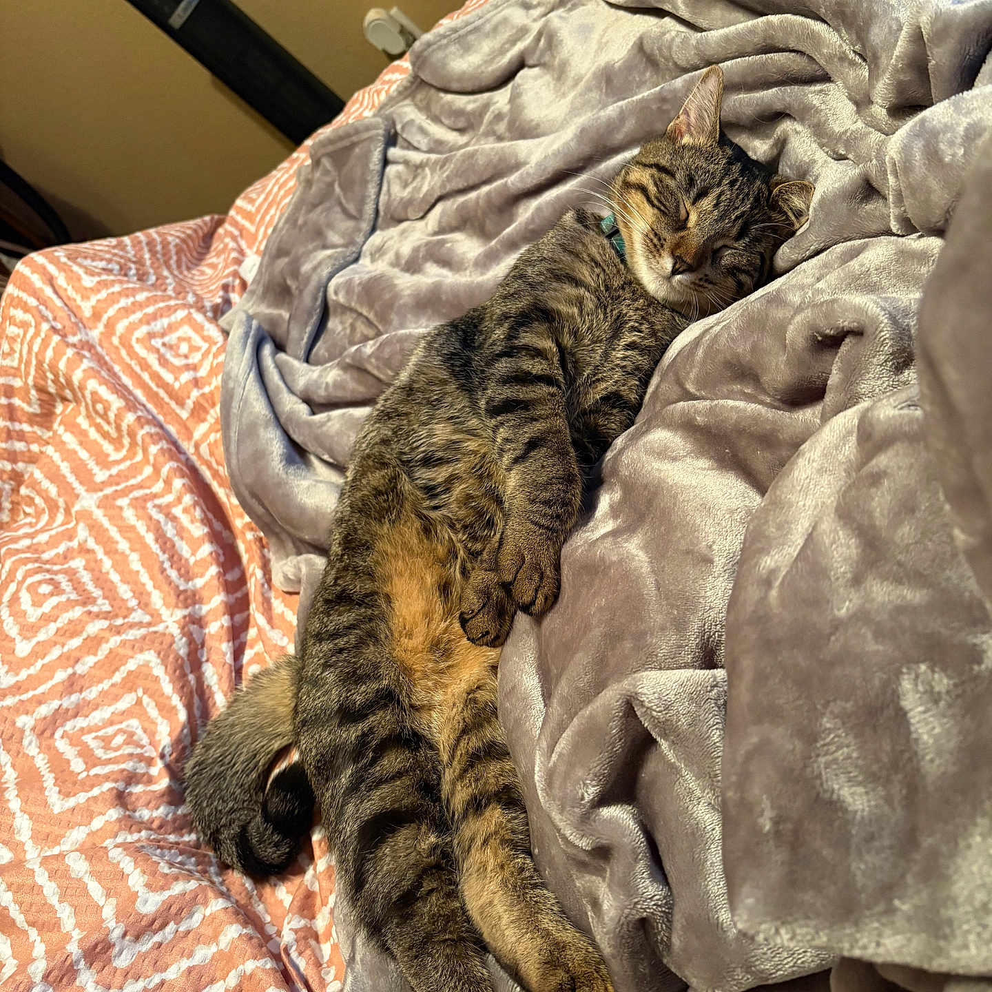 Ash is registered to the contest to win money with this photo: animal, bed, blanket, cat, comfortable, cozy, cute, feline, fur, gray, indoor, orange, patterned_bedspread, pet, relaxed, resting, sleeping, soft_texture, tabby, white