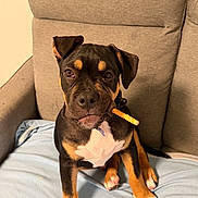 Patapouf participe au concours pour gagner de l'argent avec cette photo : dog, puppy, black_and_tan, sitting, couch, blanket, snack, treat, portrait, indoors, pet, canine, floppy_ears, brown_fur, black_fur, white_chest, paws, collar, closeup, funny_expression