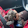 car_interior, casual, cat, clothing, comfort, cute, gray_cat, hand, indoor, kitten, lap, person, pet, phone, red_sweatshirt, relaxed, seatbelt, sitting, steering_wheel, window