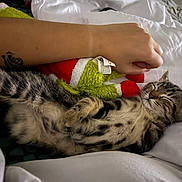 Stitch participe au concours pour gagner de l'argent avec cette photo : arm, bed, cozy, cute, domestic_animal, feline, fur, indoor, kitten, nap, peaceful, pet, plush_toy, relaxation, resting, santa_hat, sleeping, striped, tattoo, white_bedspread