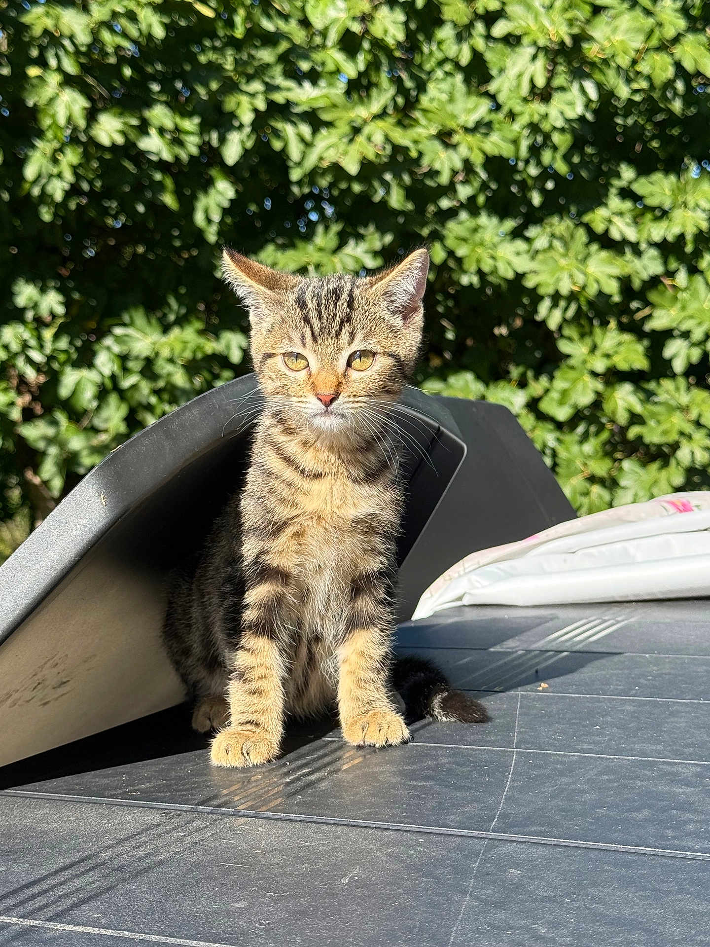 Stitch participe au concours pour gagner de l'argent avec cette photo : kitten, cat, tabby, animal, pet, outdoor, sunlight, greenery, leaf, nature, fur, whiskers, ears, face, eyes, sitting, curious, young, adorable, playful