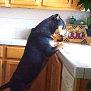 Bentley Blue joined the competition — help win amazing prizes! dog, kitchen, cabinet, sink, curious, black_dog, tan_markings, countertop, houseplant, decorative_box, tile_wall, pet, indoor, standing, looking, wooden_cabinet, curiosity, animal, home, domestic