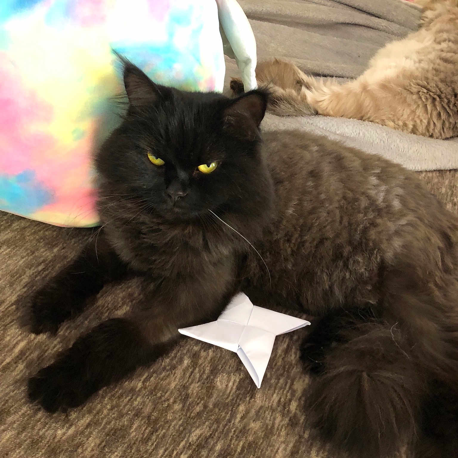 Chakra is registered to the contest to win money with this photo: asian, black_cat, british_shorthair, carnivore, cat, domestic_long_haired_cat, domestic_short_haired_cat, fawn, felidae, fur, kitten, korat, mammal, nebelung, persian, small_to_medium_sized_cats, tail, whiskers