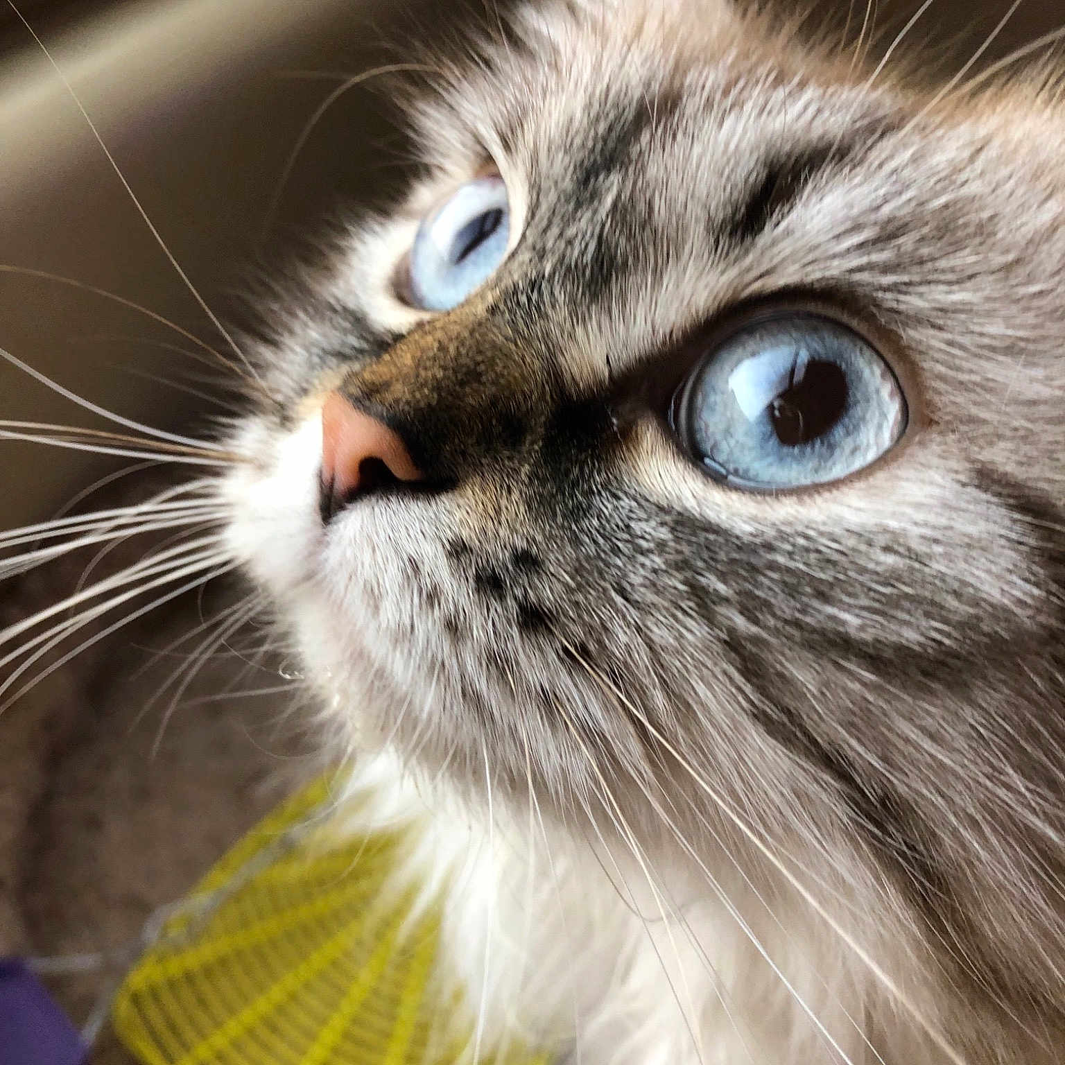 Lily