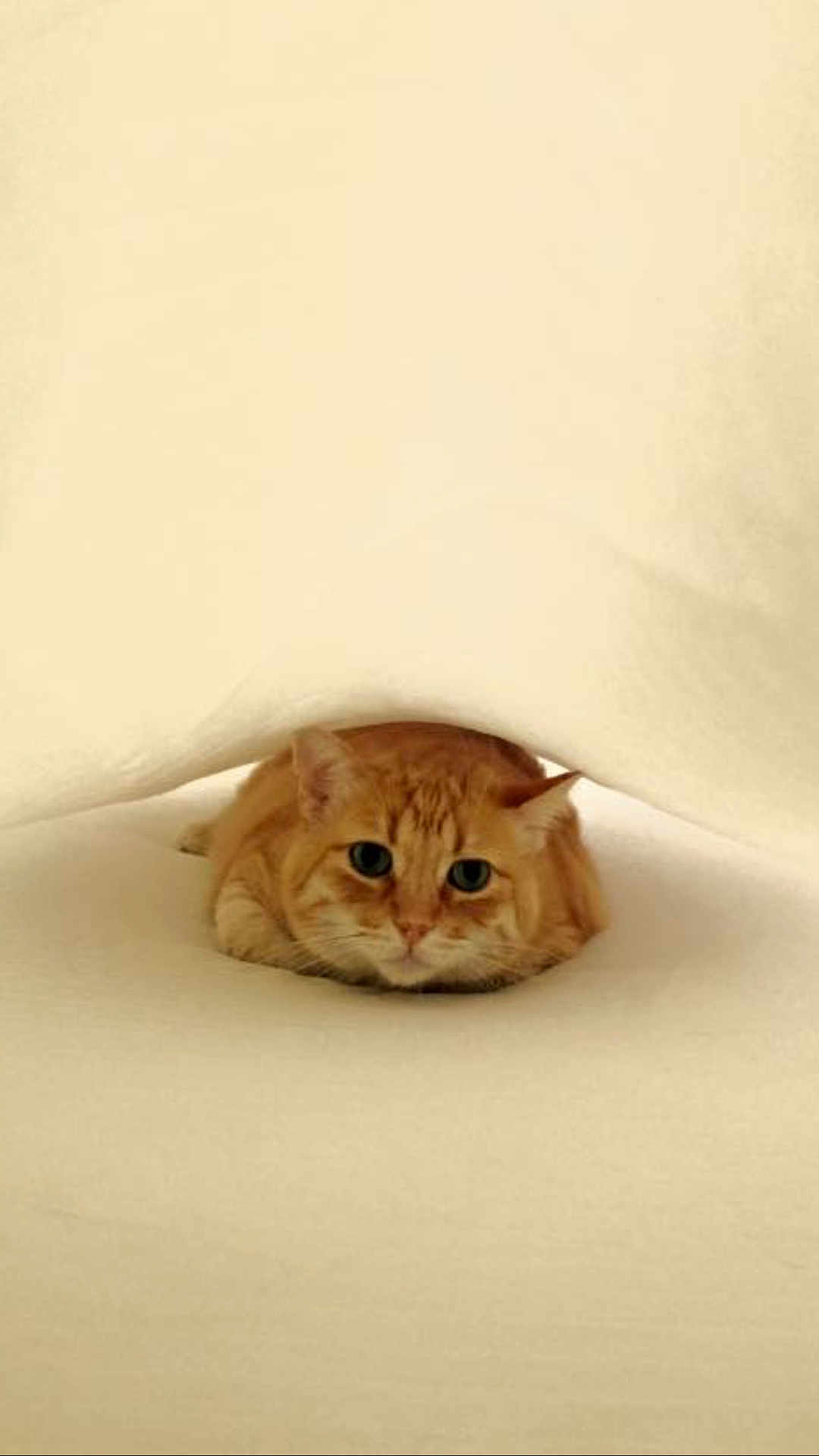 Buddy joined the competition — help win amazing prizes! cat, orange_tabby, blanket, cozy, cute, pet, animal, indoor, fur, hiding, curious, soft_texture, resting, cute_pet, feline, eyes, whiskers, head, mammal, comfort