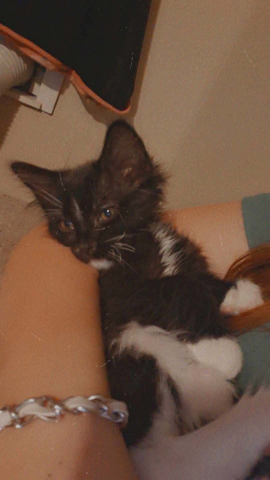 Mochi joined the competition — help win amazing prizes! kitten, cat, tuxedo_cat, black_and_white, pet, whiskers, ears, paws, human_arm, bracelet, indoor, cozy, close_up, portrait, cuddling, resting, furniture, wall, shirt, soft_light