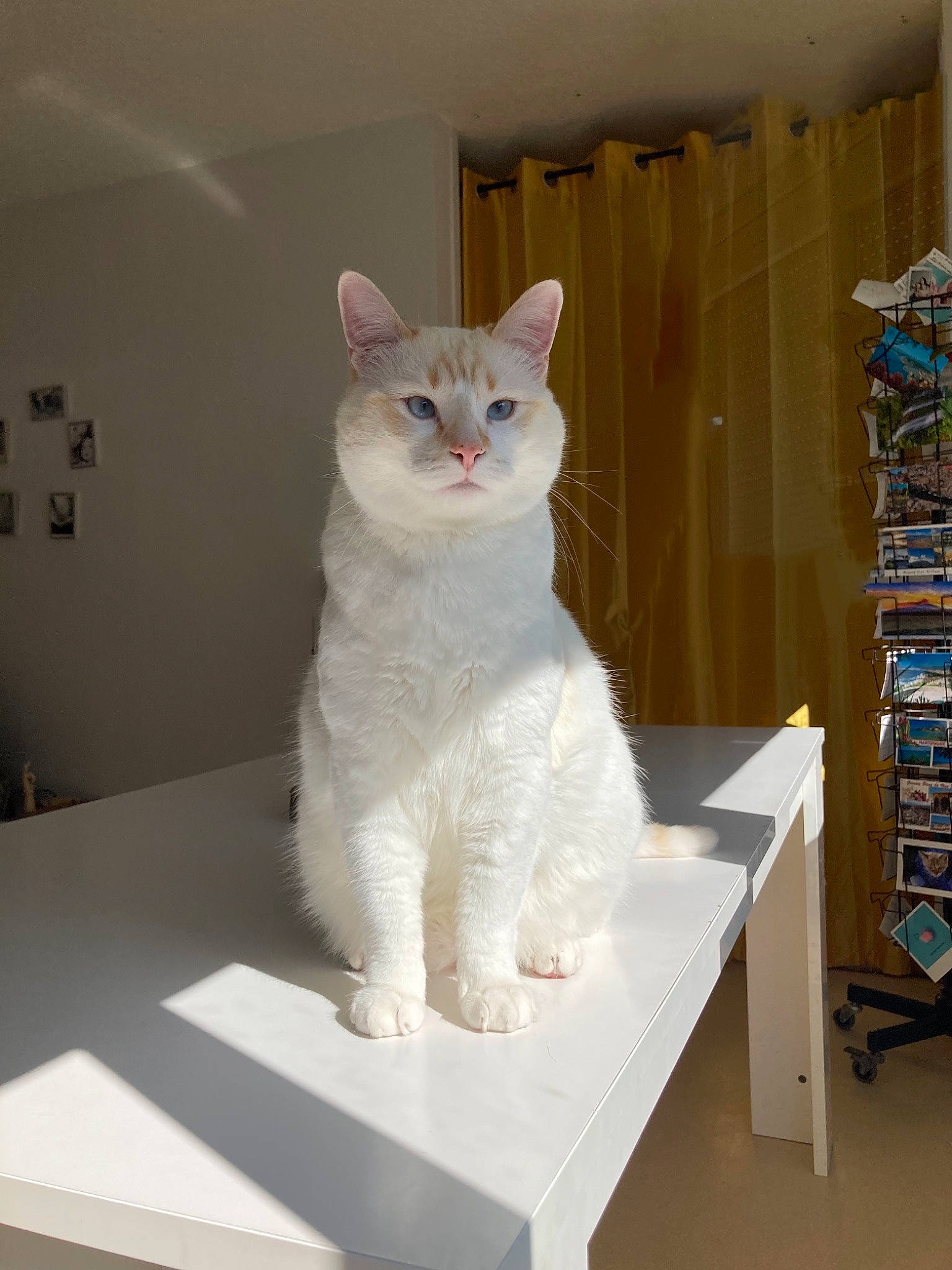 Pompon participe au concours pour gagner de l'argent avec cette photo : art, carnivore, cat, domestic_short_haired_cat, felidae, flooring, fur, paw, plaster, rectangle, sculpture, shelf, small_to_medium_sized_cats, table, tail, whiskers