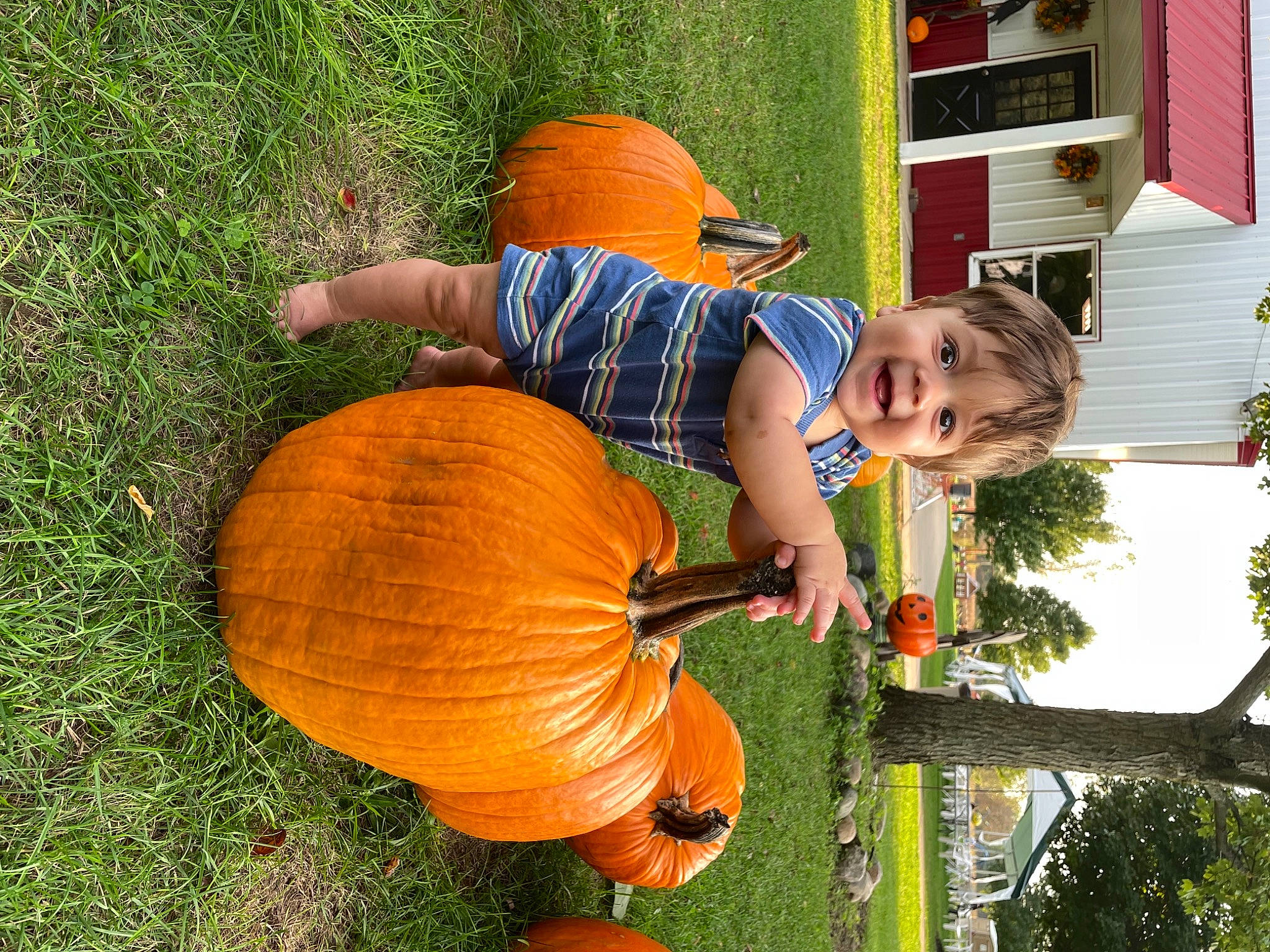 Gabriel joined the competition — help win amazing prizes! calabaza, cucurbita, facial_expression, fun, gourd, grass, green, leaf, leisure, natural_foods, nature, orange, people_in_nature, person, plant, pumpkin, shorts, smile, squash, toddler