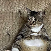 Lilly joined the competition — help win amazing prizes! cat, tabby_cat, pet, animal, couch, furniture, sitting, front_view, striped_fur, white_chest, white_paws, belly, ears, whiskers, eyes, indoors, living_room, portrait, funny, relaxed
