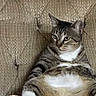 cat, tabby_cat, pet, animal, couch, furniture, sitting, front_view, striped_fur, white_chest, white_paws, belly, ears, whiskers, eyes, indoors, living_room, portrait, funny, relaxed