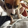 Arora May is registered to the contest to win money with this photo: animal, blanket, brown_and_white, close_up, comfort, companion, cozy, cute, dog, ears, eyes, fur, hand, indoor, pet, puppy, resting, small, soft_texture, warm
