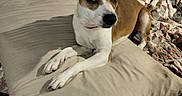 Arora May joined the competition — help win amazing prizes! animal, bedding, brown_and_white, canine, concrete_wall, curious, dog, domestic_animal, ears, floor, four_legs, indoor, looking_away, pet, pillow, quilt, resting, shadow, snout, tail