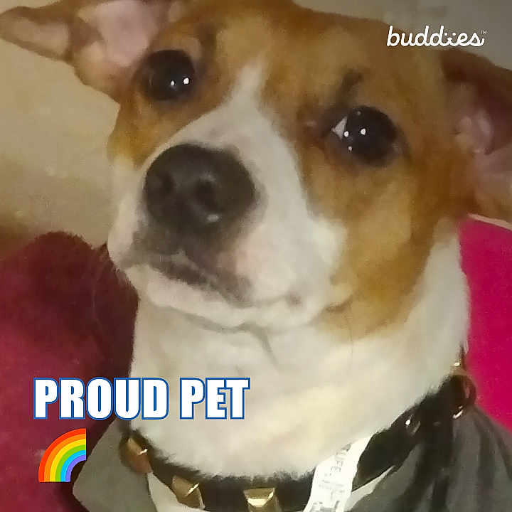 Arora May joined the competition — help win amazing prizes! dog, pet, close_up, collar, spiked_collar, brown_and_white_fur, portrait, cute, indoors, couch, pillow, logo, text_overlay, rainbow_sticker, eyes, nose, whiskers, fur, low_light, cozy