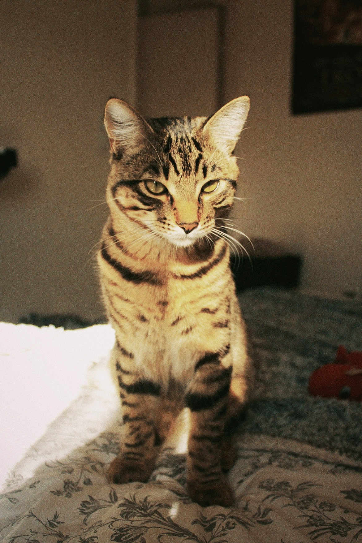 Kinaï participe au concours pour gagner de l'argent avec cette photo : cat, tabby_cat, striped, pet, animal, feline, indoor, bed, blanket, sunlight, shadow, whiskers, ears, eyes, fur, domestic_animal, resting, portrait, cozy, home