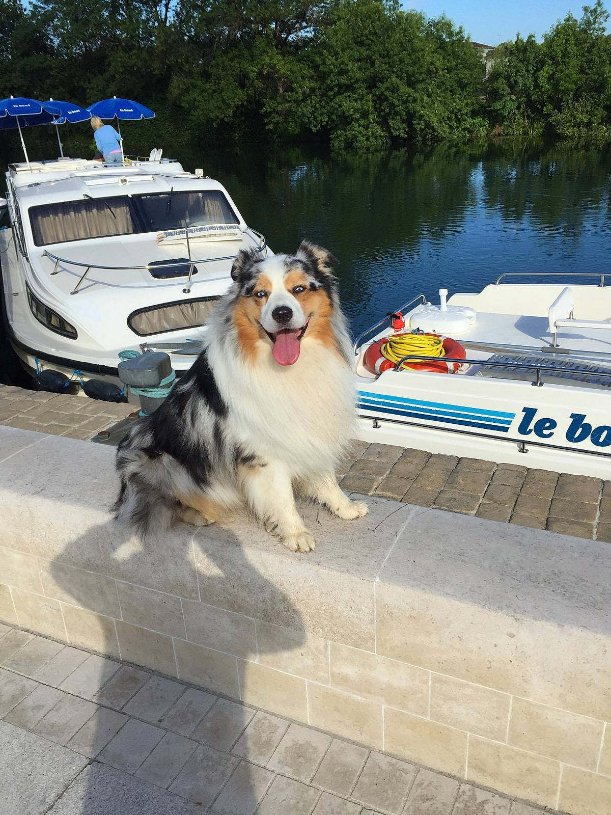 Cody a rejoint le concours — aidez-le/la à gagner de superbes lots ! australian_shepherd, boat, border_collie, canidae, car, carnivore, collie, companion_dog, dog, dog_breed, herding_dog, river, rough_collie, shetland_sheepdog, sporting_group, transport, vehicle, working_dog