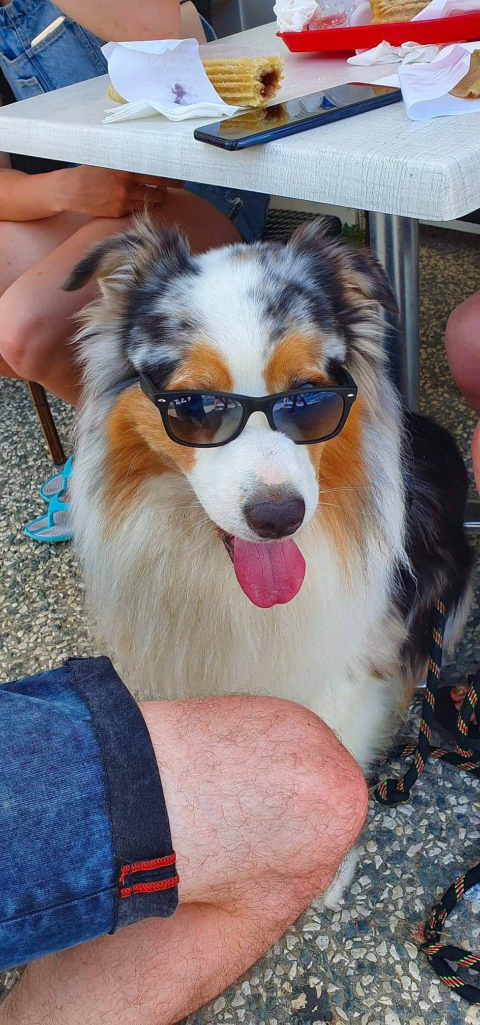 Cody a rejoint le concours — aidez-le/la à gagner de superbes lots ! australian_shepherd, canidae, carnivore, companion_dog, dog, dog_breed, mammal, miniature_australian_shepherd, shetland_sheepdog, working_dog