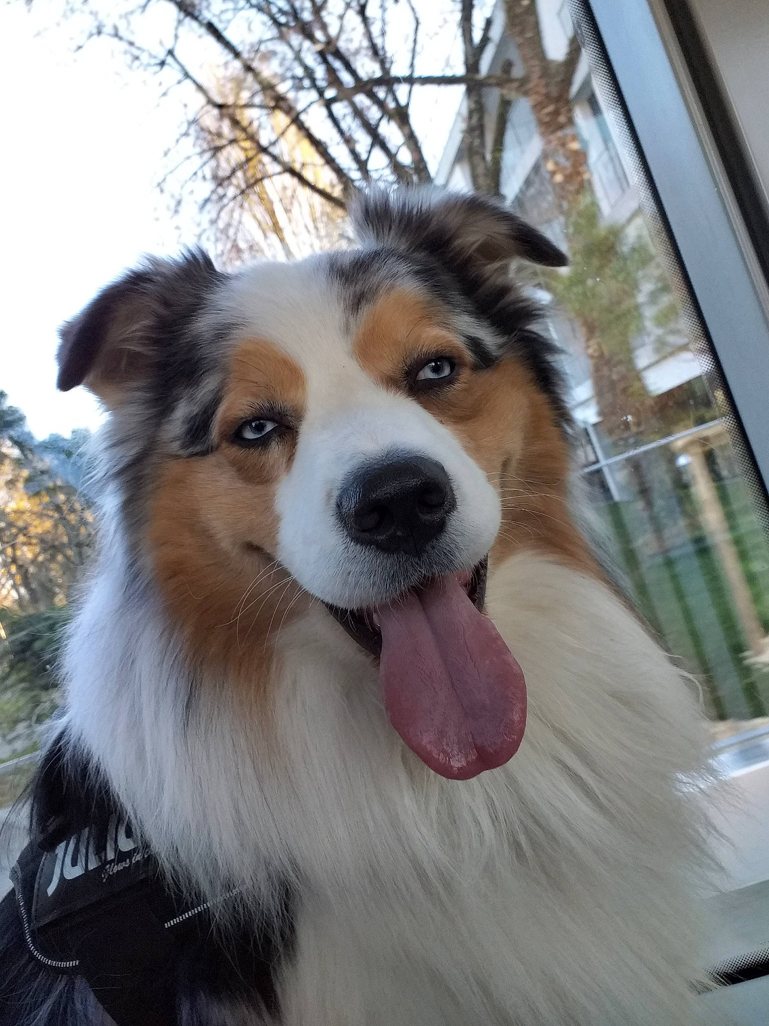 Cody participe au concours pour gagner de l'argent avec cette photo : australian_collie, australian_shepherd, border_collie, canidae, carnivore, collie, companion_dog, dog, dog_breed, mammal, miniature_australian_shepherd, rare_breed_dog, rough_collie, scotch_collie, shetland_sheepdog, snout, sporting_group, vertebrate, welsh_sheepdog, working_dog