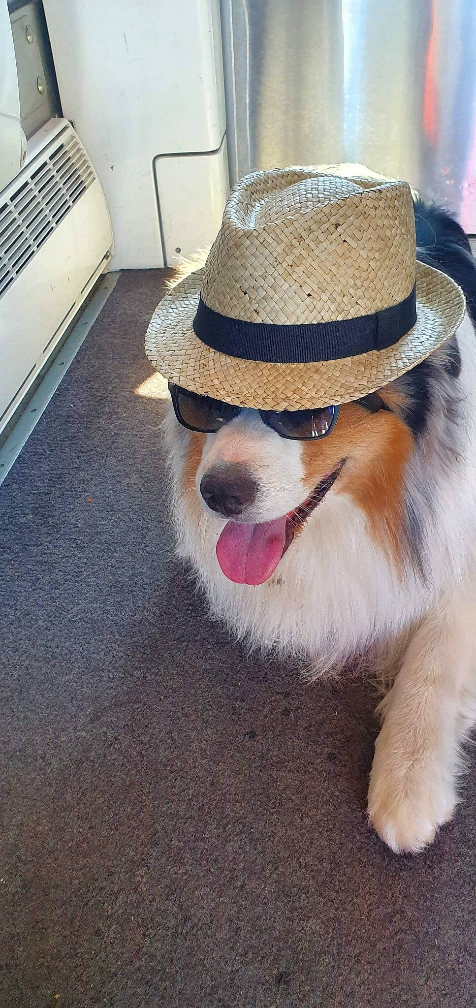 Cody participe au concours pour gagner de l'argent avec cette photo : canidae, carnivore, companion_dog, cowboy_hat, dog, dog_breed, eyewear, fashion_accessory, fawn, fedora, glasses, hat, headgear, puppy, sombrero, sunglasses