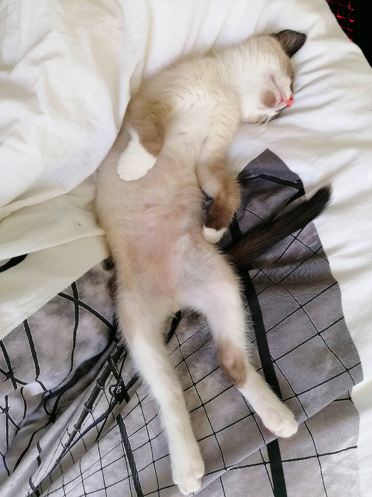 Ptit Chat participe au concours pour gagner de l'argent avec cette photo : carnivore, cat, fawn, felidae, kitten, leg, nap, paw, sleep, small_to_medium_sized_cats, tail, whiskers