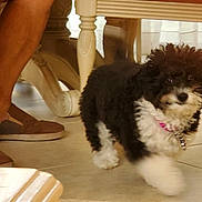 Sasha joined the competition — help win amazing prizes! dog, puppy, small_dog, curly_fur, black_and_white, pink_collar, pet_tag, indoor, tiled_floor, chair_leg, table_leg, human_leg, slippers, movement_blur, walking, living_room, fur, portrait, cute, domestic