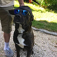 Max participe au concours pour gagner de l'argent avec cette photo : dog, sunglasses, cap, person, shorts, slippers, gravel, grass, bushes, outdoor, pet, canine, summer, reflection, shade, chain_collar, sitting, sunny, casual, footwear