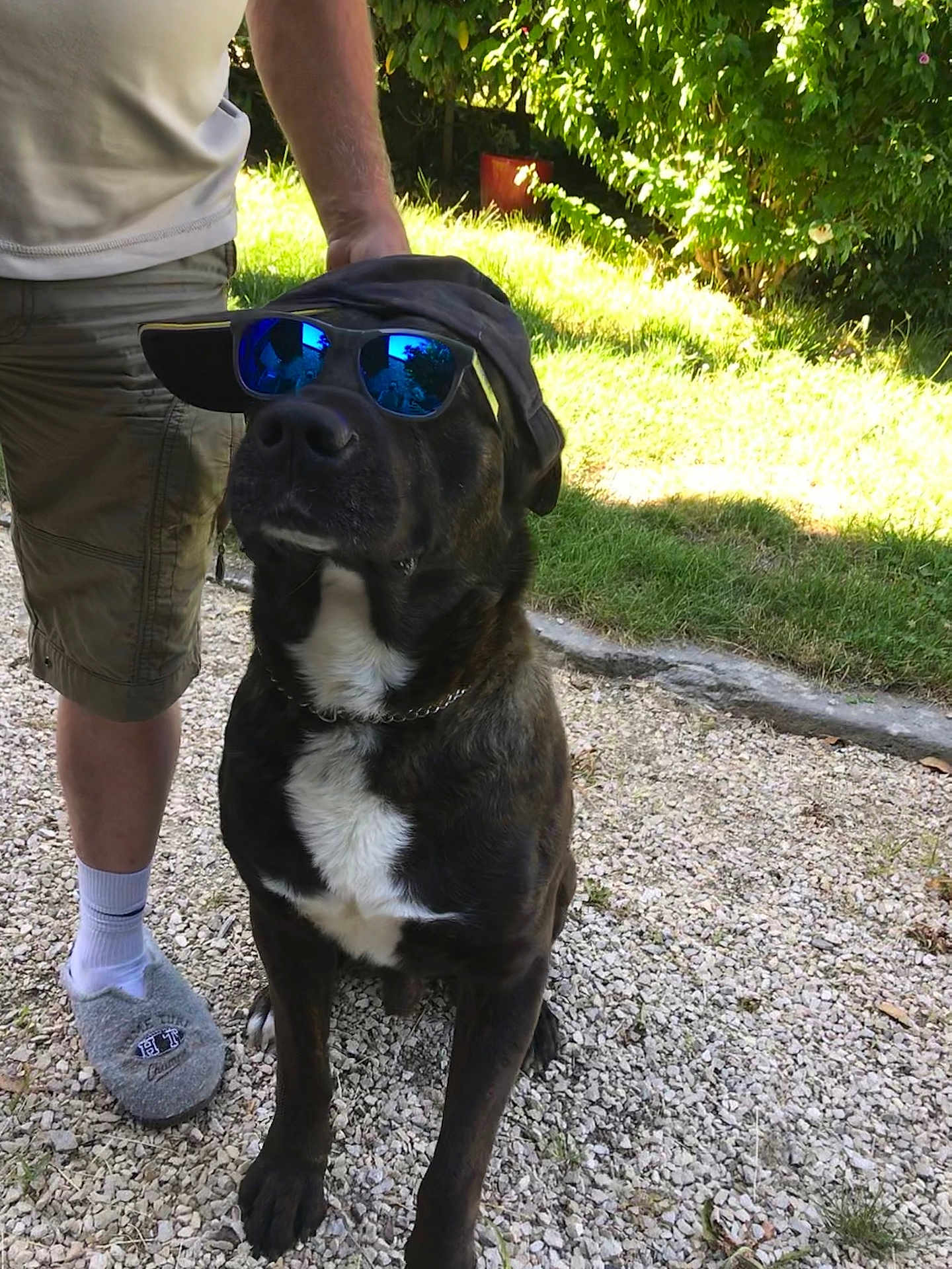 Max participe au concours pour gagner de l'argent avec cette photo : dog, sunglasses, cap, person, shorts, slippers, gravel, grass, bushes, outdoor, pet, canine, summer, reflection, shade, chain_collar, sitting, sunny, casual, footwear