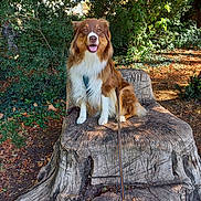 Tatihou participe au concours pour gagner de l'argent avec cette photo : dog, tree_stump, outdoor, park, leash, greenery, sunlight, nature, happy, pet, fur, canine, wood, bench, smiling, sitting, leaf_litter, bark, daylight, scenery