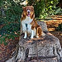dog, tree_stump, outdoor, park, leash, greenery, sunlight, nature, happy, pet, fur, canine, wood, bench, smiling, sitting, leaf_litter, bark, daylight, scenery
